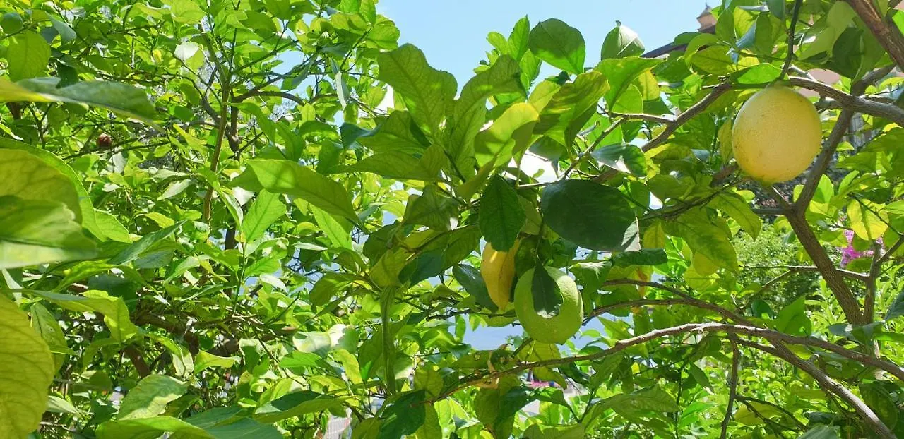 Albergo Bellavista 利莫内-苏尔加达 3*,  意大利